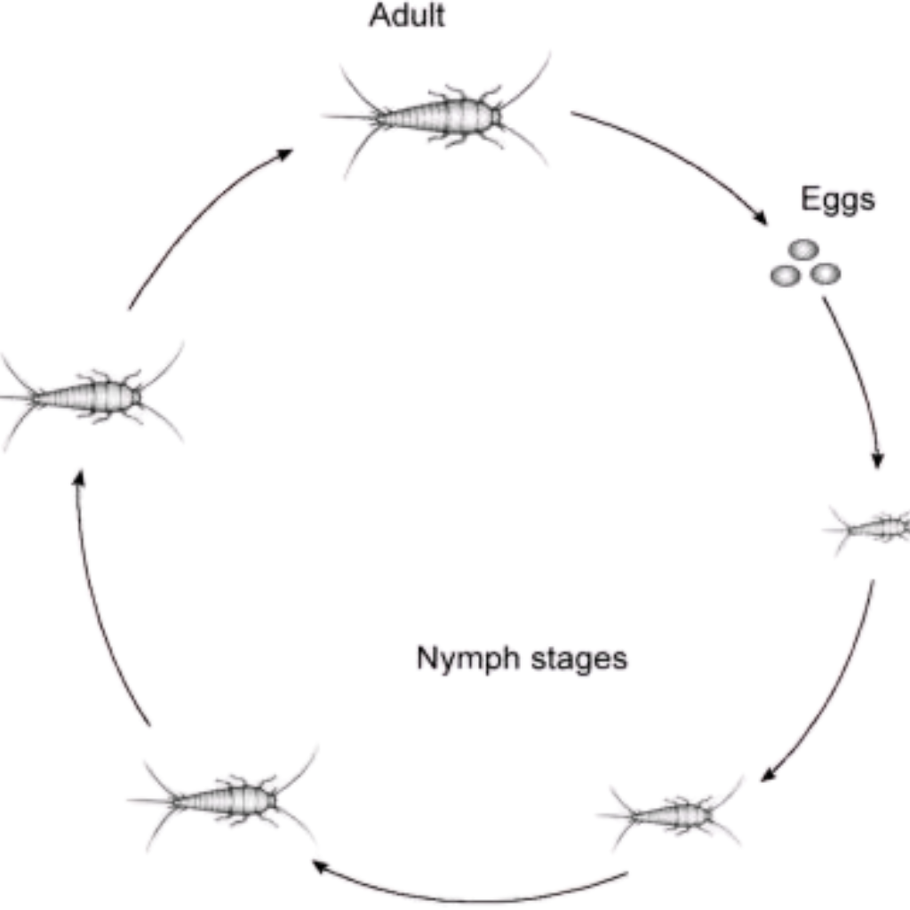 life cycle of silver fish