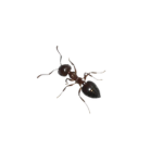 Acrobat ants