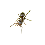 Bullet ants