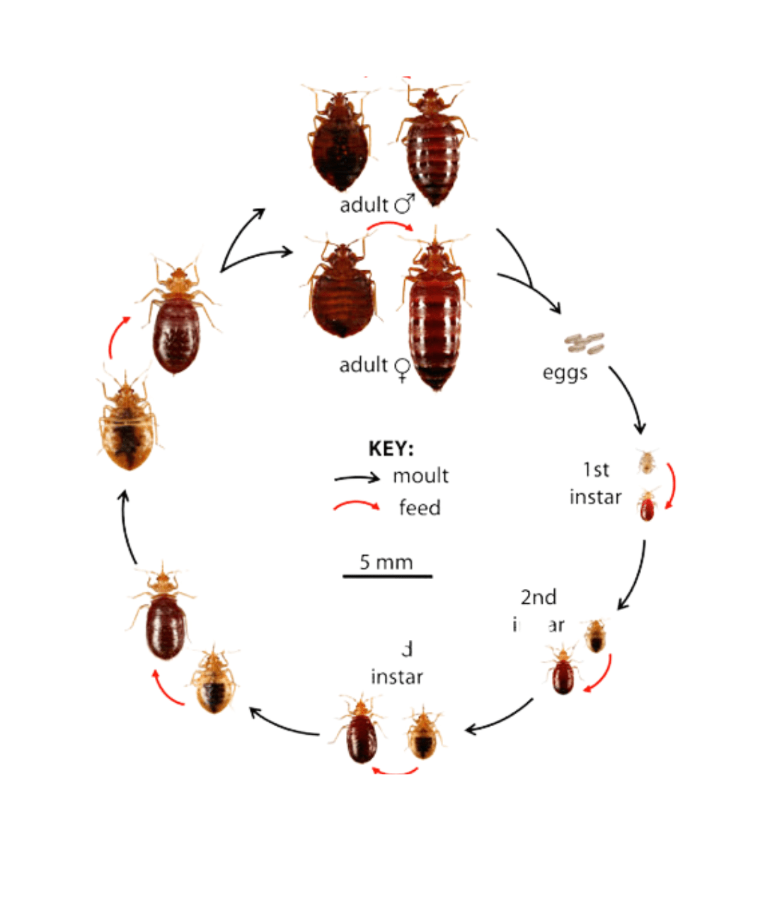 life cycle of bed bugs