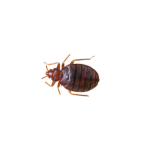 Common Bed Bugs (Cimex lectularius):
