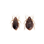 Tropical Bed Bugs (Cimex hemipterus):