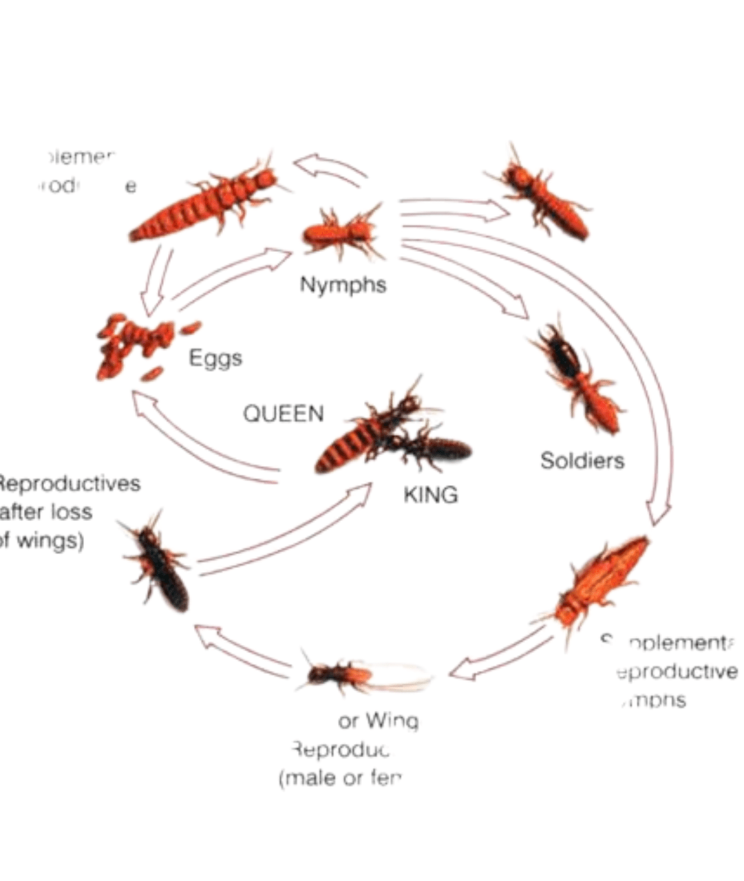 life cycle of termites