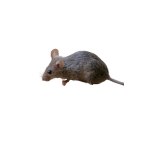 common house mouse