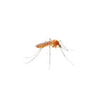 Anopheles Mosquitoes: