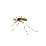 Uranotaenia Mosquitoes: