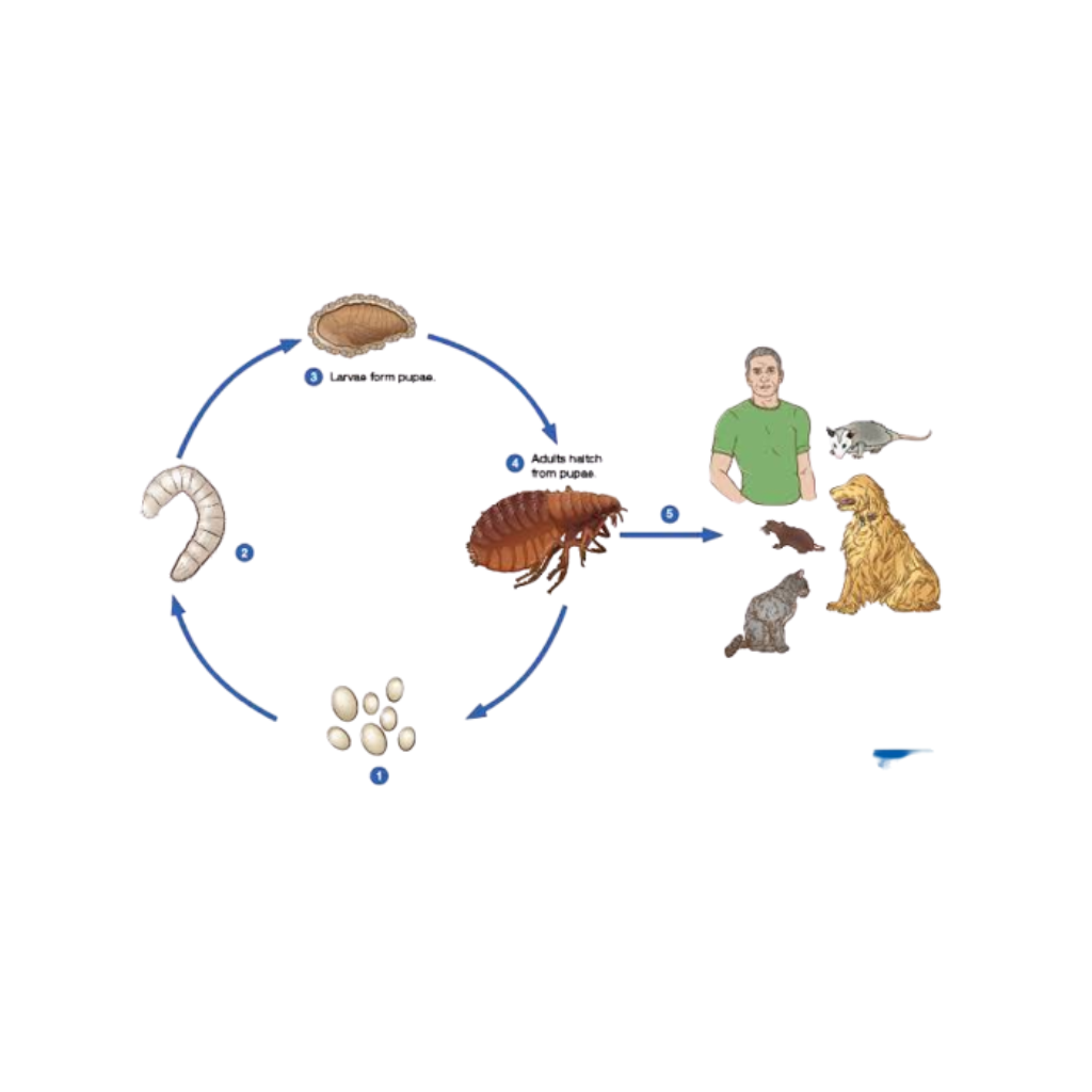 Life cycle of Fleas