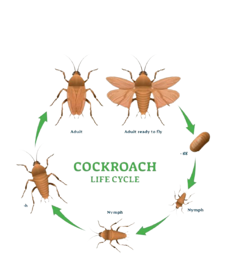 Life Cycle of cockroaches