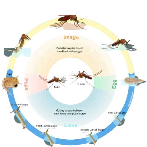life cycle of mosquitos