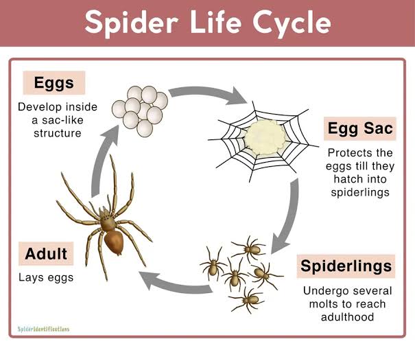 Spider life cycle
