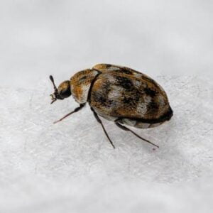 Carpet Beetles