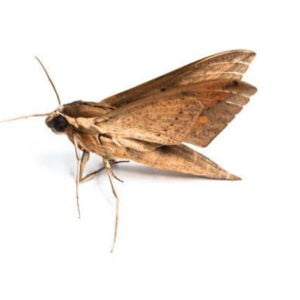 Brown House moth
