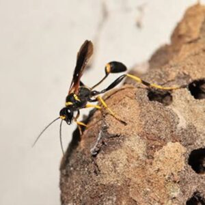 Mud Dauber wasps