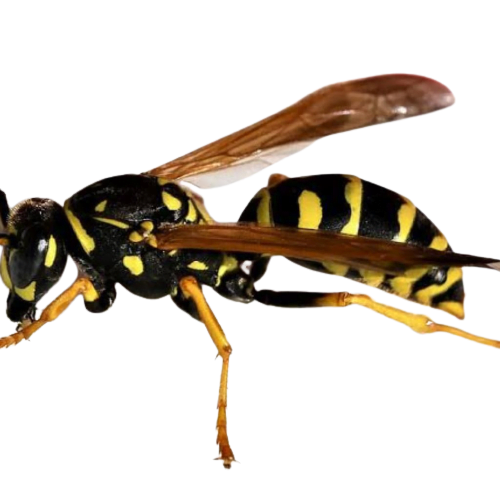 wasps - intro pic