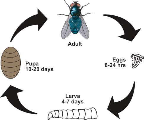 Life Cycle of Flies