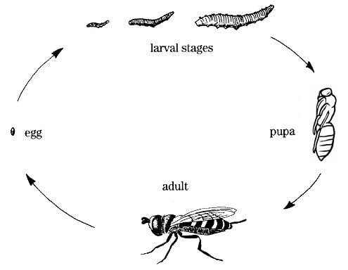 Life cycle of Wasps