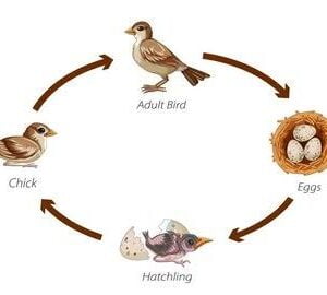 Life cycle of Birds