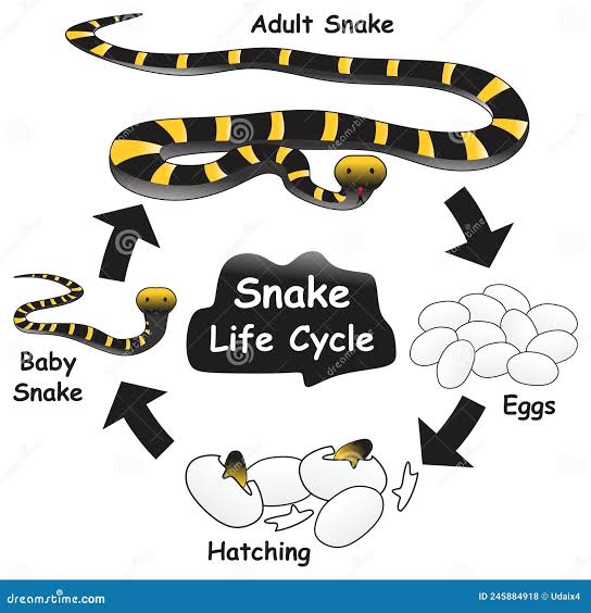 Life cycle of Snakes