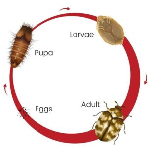 Life cycle of Textile Pest