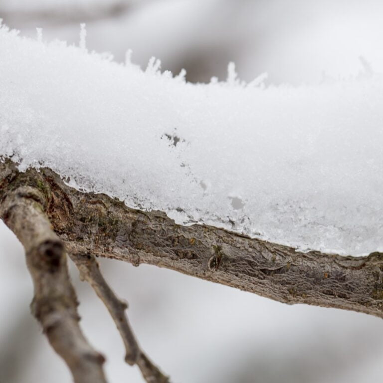 The Seasonal Pest