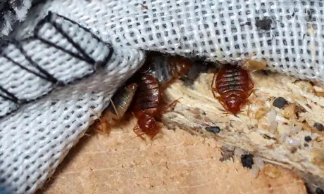 Paris awakens to a startling bedbug invasion – Are they at your doorstep too?
