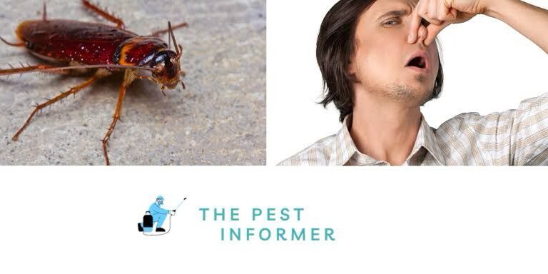 Banishing Bugs- Pest control services dubai