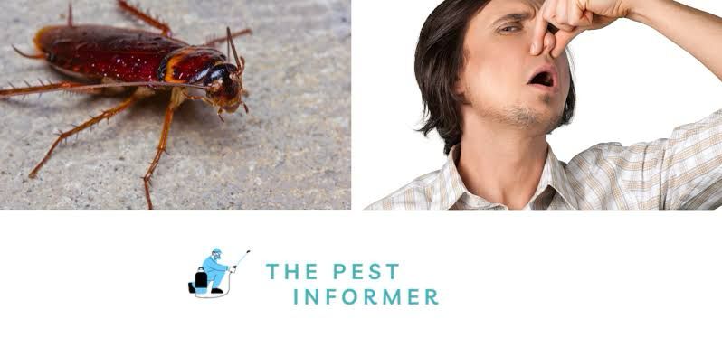 Banishing Bugs- Pest control services dubai