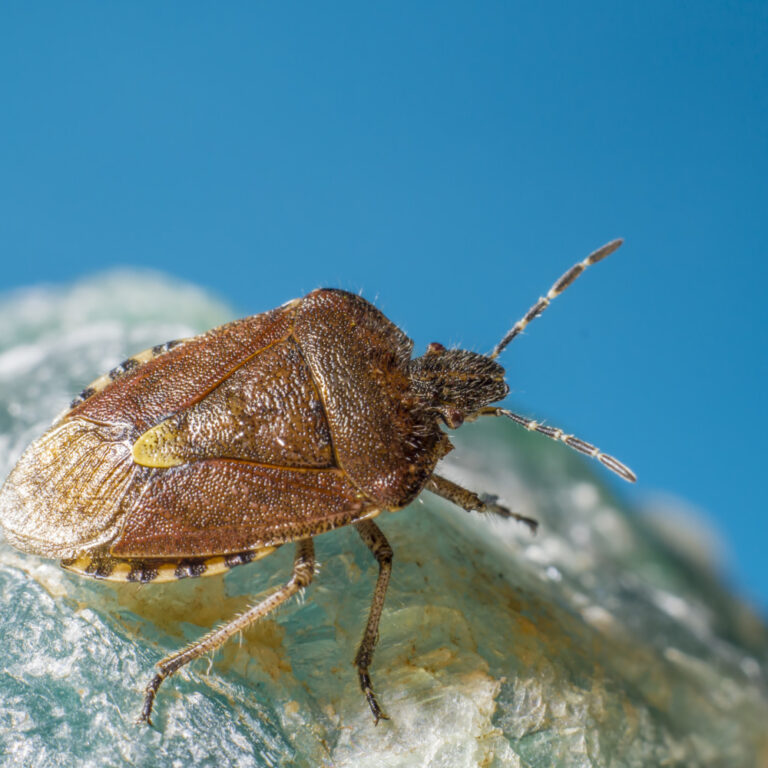Bedbugs