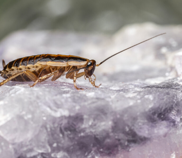 how to prevent cockroach in kitchen, cockroach control tips for home, best way to get rid of cockroaches naturally, pest prevention tips UAE, home remedies for cockroach infestation