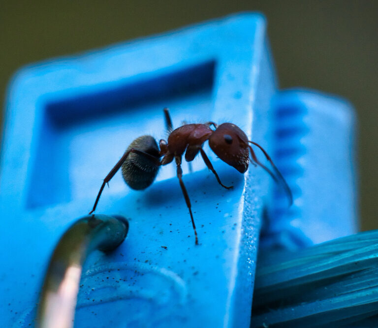 Ants pest control in Dubai, Dubai ant control services, Best ant exterminator in Dubai, How to get rid of ants in UAE, Professional ant removal Dubai, Ant treatment for home Dubai