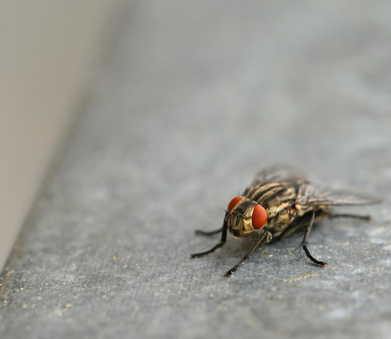 flies pest control Dubai, fly control service Dubai, how to get rid of flies in Dubai, pest control company Dubai, professional fly removal Dubai