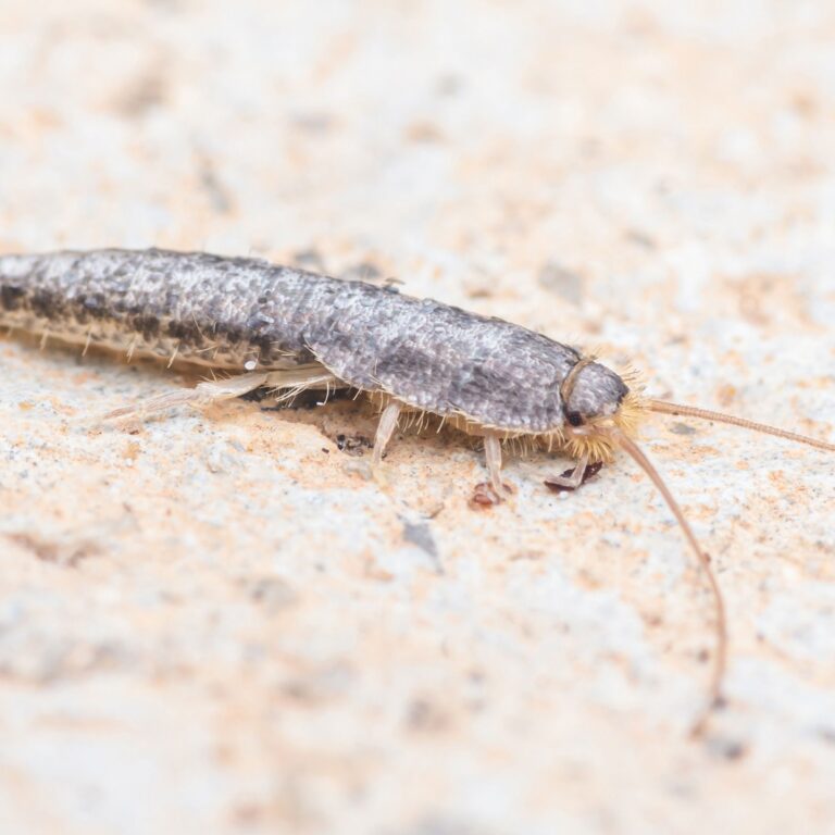 get rid of silverfish fast, how to get rid of silverfish, silverfish control, silverfish infestation, home pest control, natural silverfish remedies