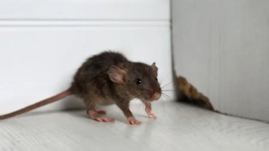 Rat problem in dubai