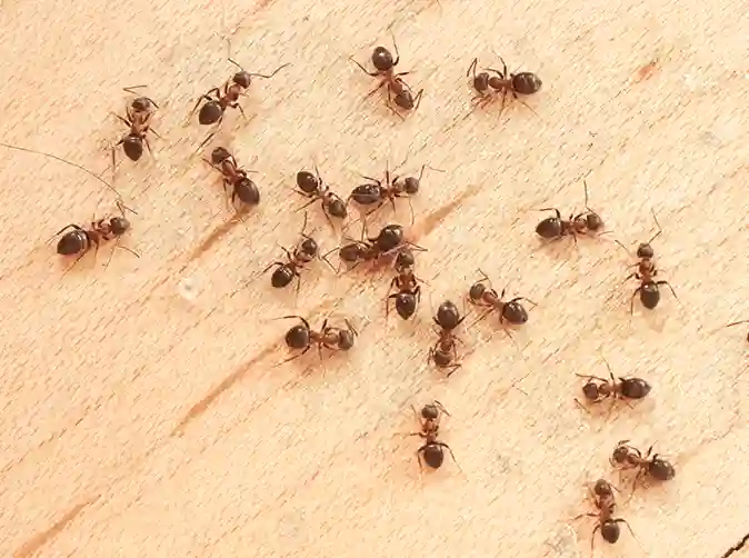 ants control service