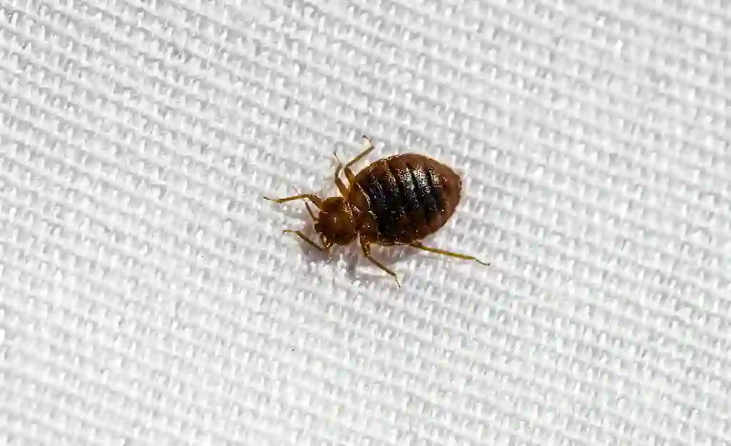 Bed bug treatment in deira