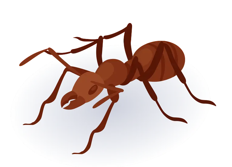 ants control