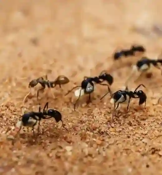 Ants control in dubai