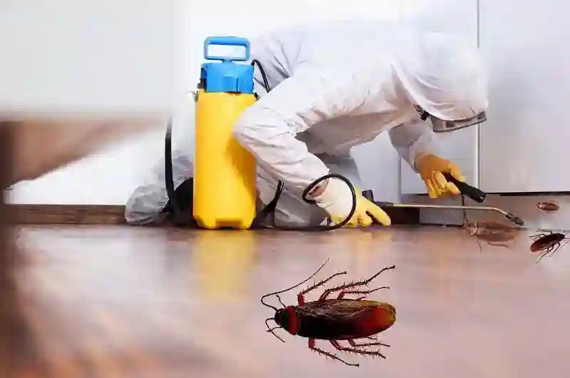 Cockaroach - Pest control in Dubai