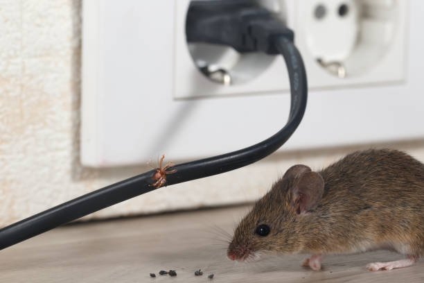 Rat pest control in Dubai